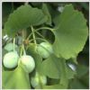 Ginkgo Biloba Extract